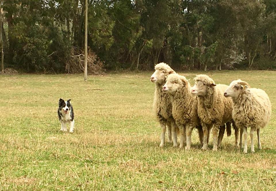 Betty Sheepdog Roma