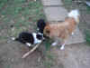 Ottobre 27 Onda and puppies.jpg (81956 byte)