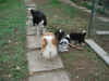 Ottobre 30 in giardino.jpg (100311 byte)
