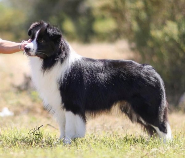 Simaro White Diamond