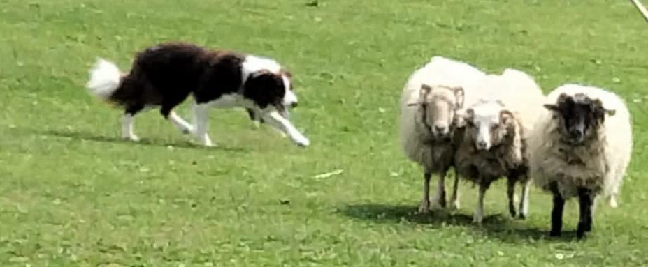 Figaro Sheepdog